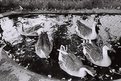 Picture Title - Ducks in the Lake