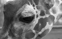 Picture Title - giraffe