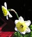 Picture Title - Daffodils; Pier 39, San Francisco