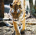 Picture Title - Glaring Tigress