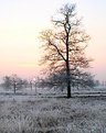 Picture Title - Frosted landscape #2