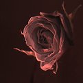 Picture Title - Dried Rose