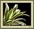 Dracaena reflexa variegata #1