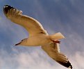 Picture Title - Gull