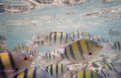 Picture Title - Many Fish