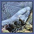 Picture Title - On the edge of ice