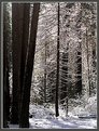 Picture Title - Trees in snow