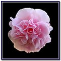 Picture Title - Pink Camelia