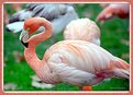 Picture Title - Flamingo