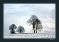 Picture Title - Trees in winter