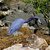 LITTLE BLUE HERON