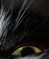 Picture Title - Cats eyes