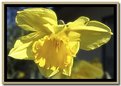 Picture Title - Daffodil