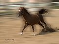 Picture Title - Galloping # 2