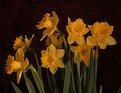 Picture Title - daffodills