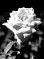 Picture Title - White Rose