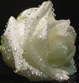 Picture Title - White Rose