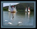 Picture Title - Sailing with Gulls