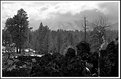 Picture Title - Lava, Trees, Ranges, 2004