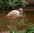 Picture Title - Flamingo