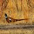 Hybrid Pheasant in Bosqué del Apache