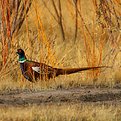 Picture Title - Hybrid Pheasant in Bosqué del Apache