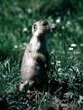 Picture Title - The watchful Prairie Dog