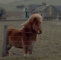 Picture Title - little pony