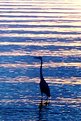 Picture Title - Heron Silhouette
