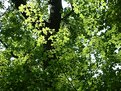 Picture Title - Levels of Green