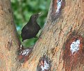 Picture Title - female blackbird