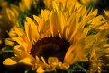 Picture Title - Vibrant Sunflower
