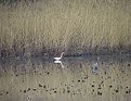 Picture Title - 'snowy egret (egretta thula) and mate 2'