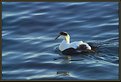 Picture Title - Eider Duck