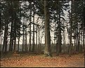 Picture Title - Wood in Drenthe