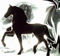 Picture Title - Black horse on white
