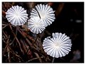 Picture Title - Silk Parasols