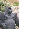 Picture Title - Gorilla Grodd