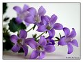 Picture Title - campanula