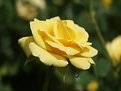 Picture Title - Yelow flower