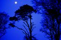 Picture Title - Moonlight silhouette