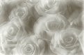 Picture Title - Rosas 2