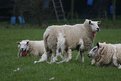 Picture Title - Sheeps
