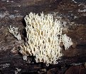 Picture Title - The Fungus Among Us