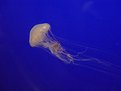 Picture Title - Jelly Fish on the Move