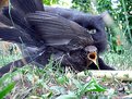 Picture Title - Natural Born ...