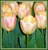 Tulips in Plural