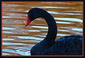 Picture Title - Swan in Sunset