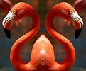 Picture Title - Two-Headed Flamingo