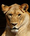 Picture Title - Lioness